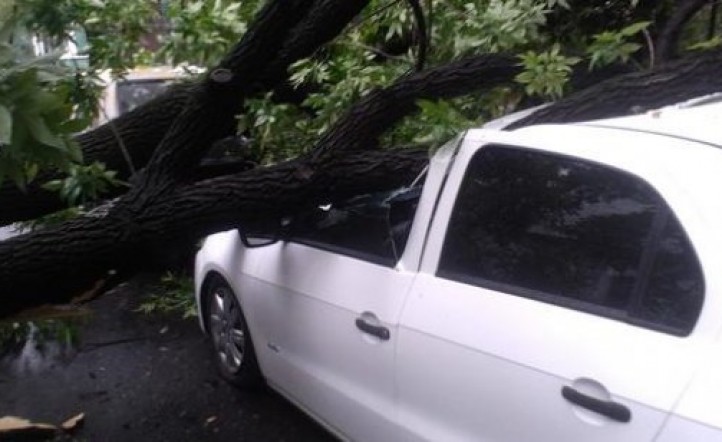 Por la tormenta un árbol aplastó un auto InfoVeloz