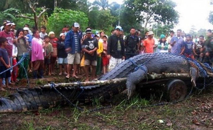 Murió el cocodrilo gigante de Filipinas 