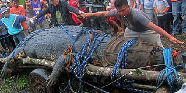 Murió el cocodrilo gigante de Filipinas 