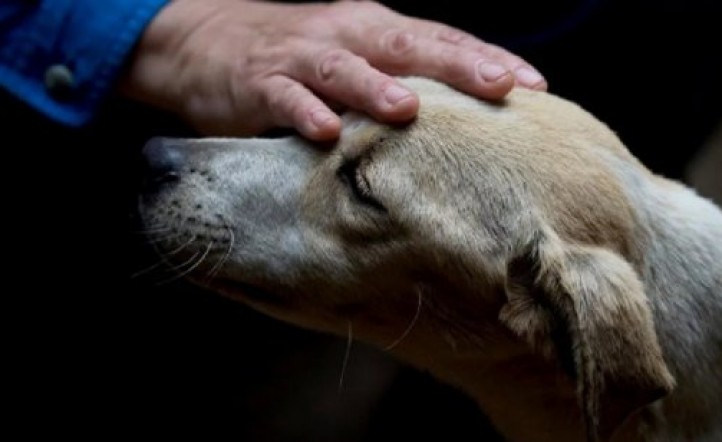 cuando sacrificar a un perro viejo